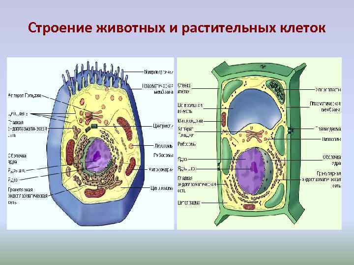 Растительная живая клетка рисунок. Схема строения животной и растительной клетки. Схема строения животной клетки и растительной клетки. Схема строения клетки животного и растения. Состав растительной и животной клетки.