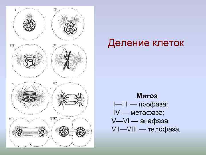 Под какой цифрой обозначена первая фаза митоза. Метафаза анафаза телофаза. Профаза метафаза анафаза телофаза таблица митоз. Митоз профаза метафаза. Профаза метафаза анафаза телофаза.