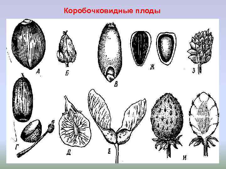 Рисунок плодов растений