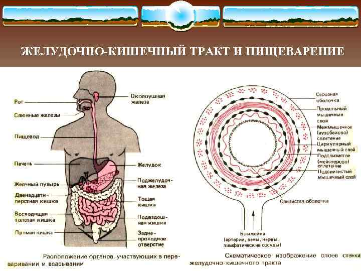 ЖЕЛУДОЧНО-КИШЕЧНЫЙ ТРАКТ И ПИЩЕВАРЕНИЕ 