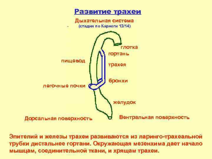 Развитие трахеи Дыхательная система (стадия по Карнеги 13/14) глотка гортань пищевод легочные почки трахея