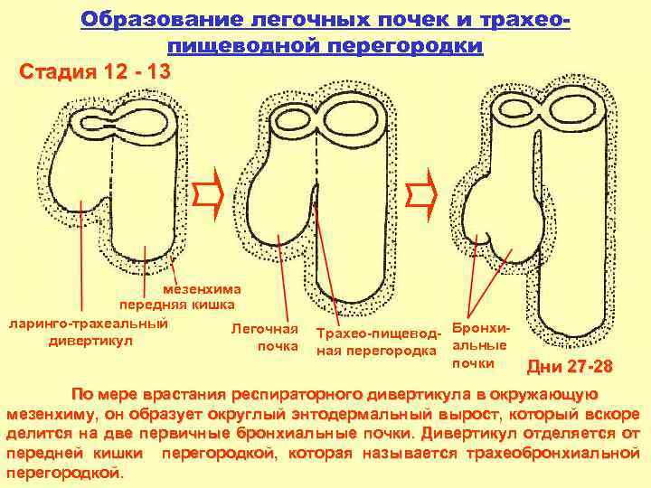 Образование легочных почек и трахеопищеводной перегородки Стадия 12 - 13 мезенхима передняя кишка ларинго-трахеальный