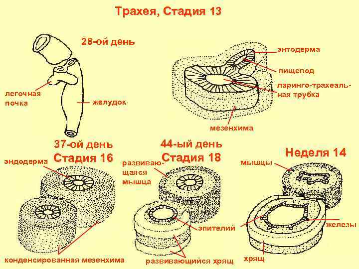 Трахея, Стадия 13 28 -ой день энтодерма пищевод легочная почка ларинго-трахеальная трубка желудок мезенхима
