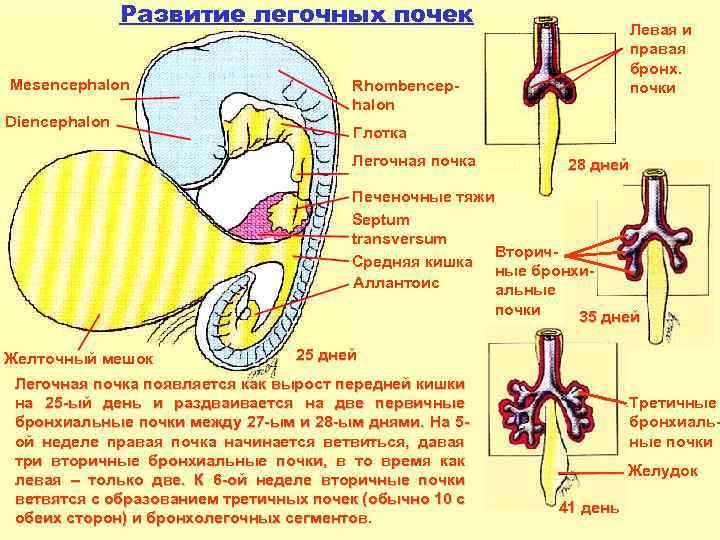 Развитие легочных почек Mesencephalon Diencephalon Левая и правая бронх. почки Rhombencephalon Глотка Легочная почка