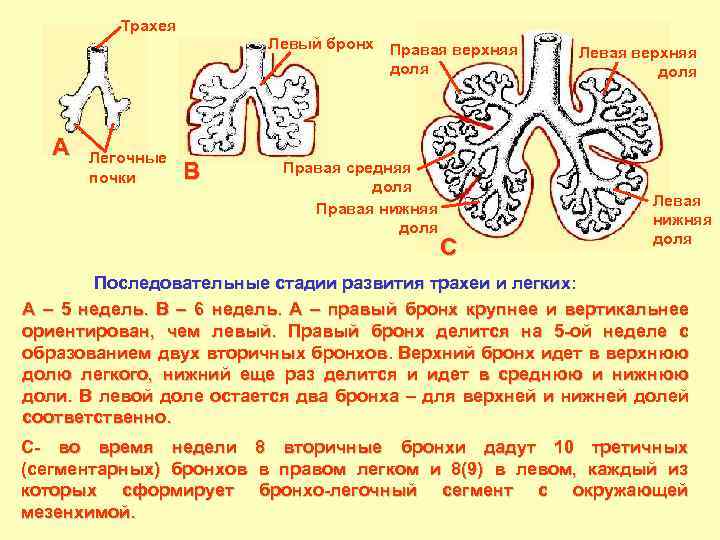 Трахея A Легочные почки Левый бронх Правая верхняя доля B Правая средняя доля Правая