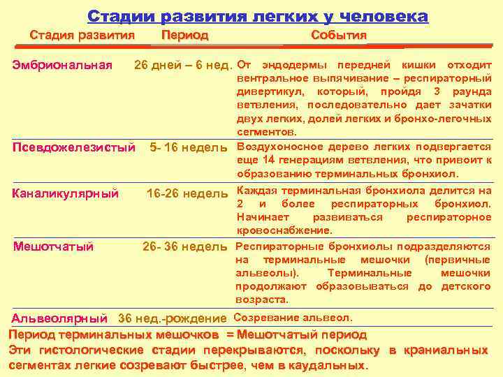 Стадии развития легких у человека Стадия развития Эмбриональная Мешотчатый События 26 дней – 6