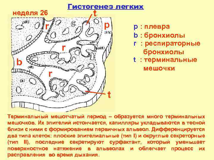 Гистогенез легких t неделя 26 p r r b r p : плевра b