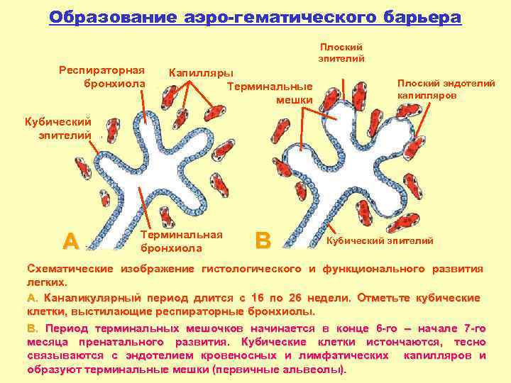 Образование аэро-гематического барьера Респираторная бронхиола Плоский эпителий Капилляры Терминальные мешки Плоский эндотелий капилляров Кубический