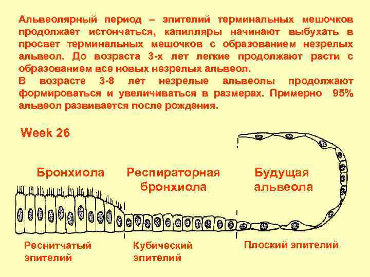 Альвеолярный период – эпителий терминальных мешочков продолжает истончаться, капилляры начинают выбухать в просвет терминальных
