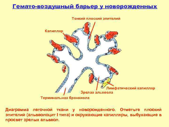 Гемато-воздушный барьер у новорожденных Тонкий плоский эпителий Капилляр Лимфатический капилляр Зрелая альвеола Терминальная бронхиола