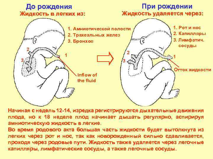 До рождения Жидкость в легких из: При рождении Жидкость удаляется через: 1. Амниотической полости