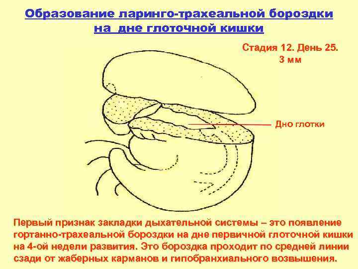 Образование ларинго-трахеальной бороздки на дне глоточной кишки Стадия 12. День 25. 3 мм Дно