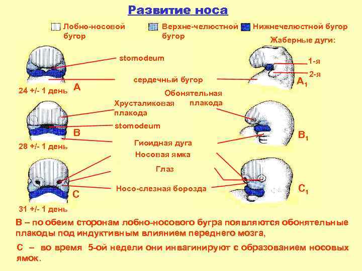Развитие носа Лобно-носовой бугор Верхне-челюстной бугор Нижнечелюстной бугор Жаберные дуги: stomodeum 24 +/- 1
