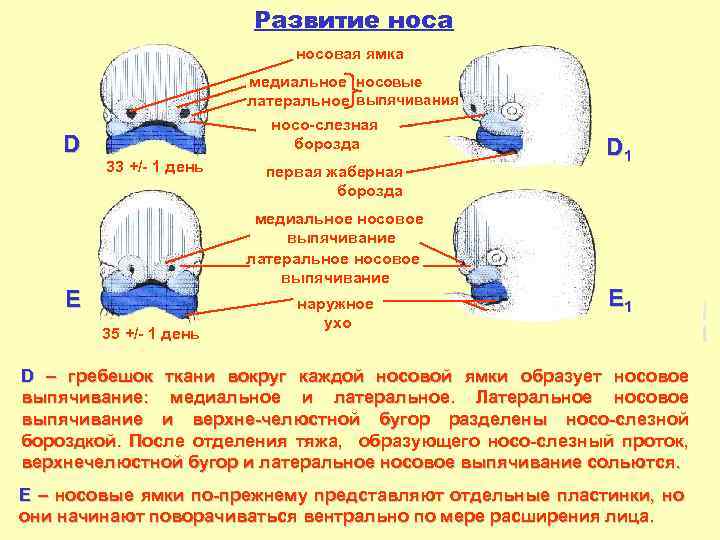 Развитие носа носовая ямка D медиальное носовые латеральное выпячивания носо-слезная борозда 33 +/- 1