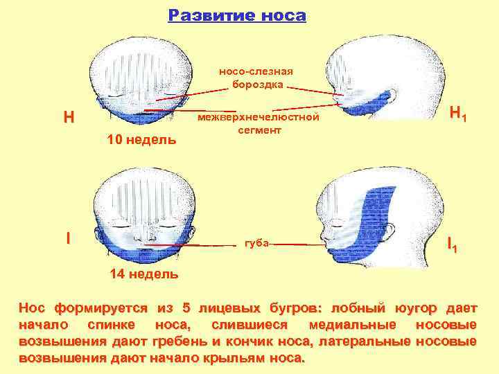 Развитие носа носо-слезная бороздка H 10 недель I межверхнечелюстной сегмент губа H 1 I