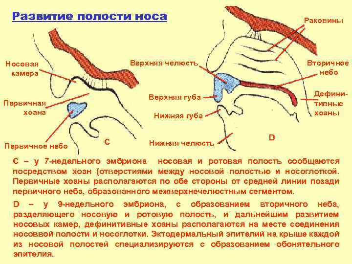 Развитие полости носа Верхняя челюсть Первичная хоана Вторичное небо Верхняя губа Носовая камера Первичное