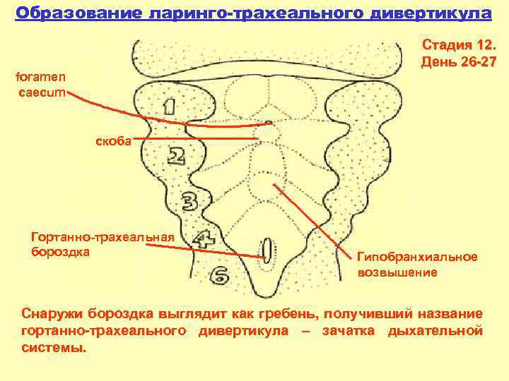 Образование ларинго-трахеального дивертикула Стадия 12. День 26 -27 foramen caecum скоба Гортанно-трахеальная бороздка Гипобранхиальное