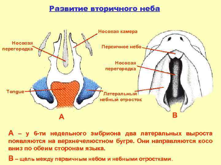Развитие вторичного неба Носовая камера Носовая перегородка Первичное небо Носовая перегородка Tongue Латеральный небный