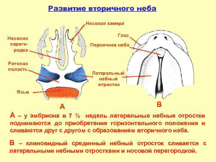 Развитие вторичного неба Носовая камера Глаз Носовая перегородка Первичное небо Ротовая полость Латеральный небный