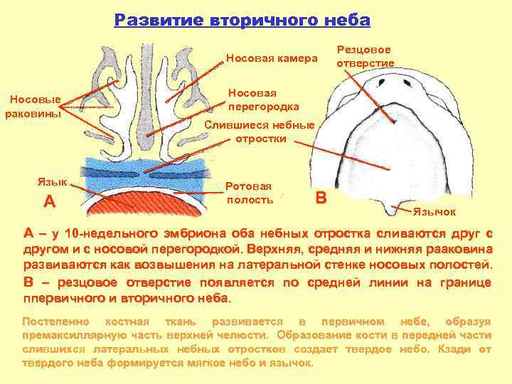 Нижние носовые раковины фото