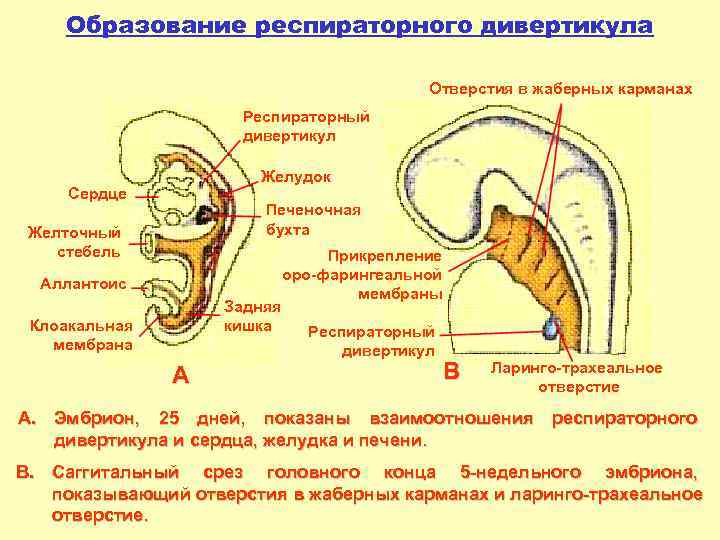 Эмбриогенез дыхательной системы презентация