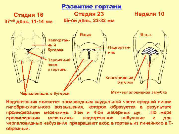Развитие гортани Стадия 23 Стадия 16 37 -ой день, 11 -14 мм Неделя 10