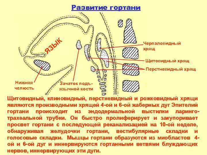 Развитие гортани К ЗЫ Я Черпаловидный хрящ Щитовидный хрящ Перстневидный хрящ Нижняя челюсть Зачаток