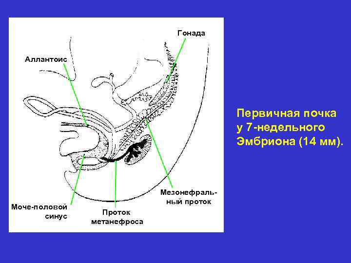 Гонада Аллантоис Первичная почка у 7 -недельного Эмбриона (14 мм). Моче-половой синус Мезонефральный проток