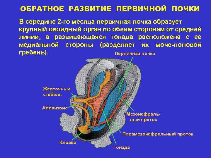 Процесс обратного развития упадок 7