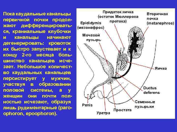 Пока каудальные канальцы первичной почки продолжают дифференцироваться, краниальные клубочки и канальцы начинают дегенерировать: кровоток
