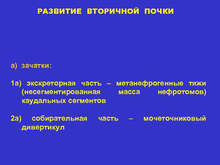 РАЗВИТИЕ ВТОРИЧНОЙ ПОЧКИ a) зачатки: 1 a) экскреторная часть – метанефрогенные тяжи (несегментированная масса