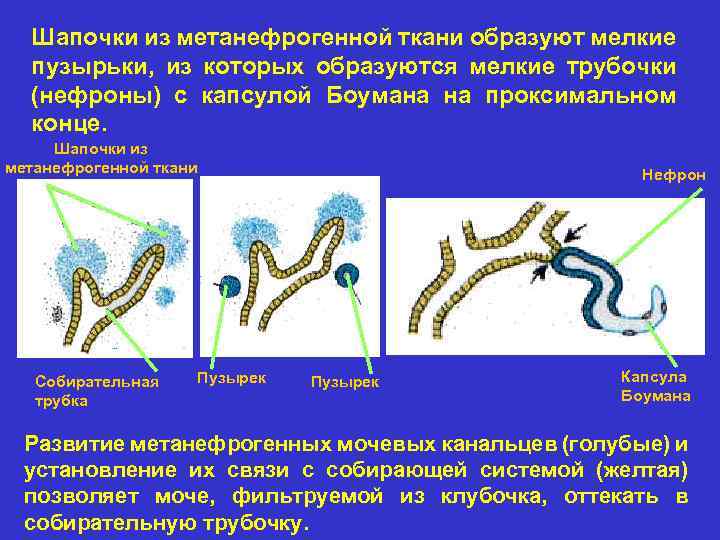 Шапочки из метанефрогенной ткани образуют мелкие пузырьки, из которых образуются мелкие трубочки (нефроны) с