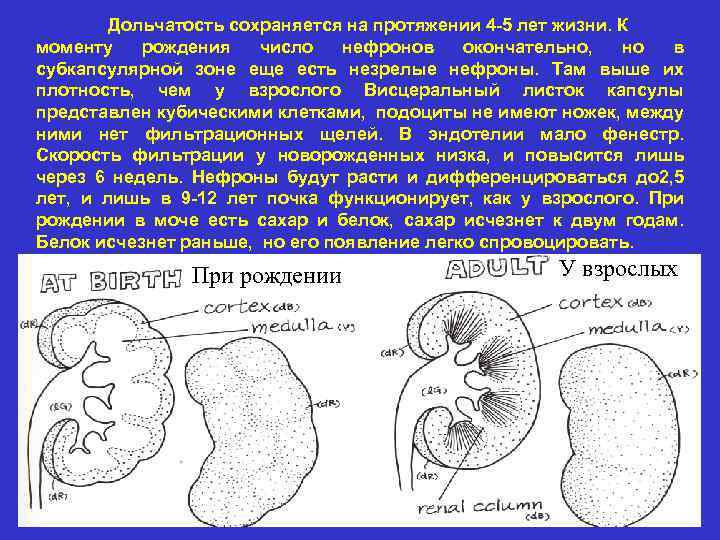 Дольчатость сохраняется на протяжении 4 -5 лет жизни. К моменту рождения число нефронов окончательно,