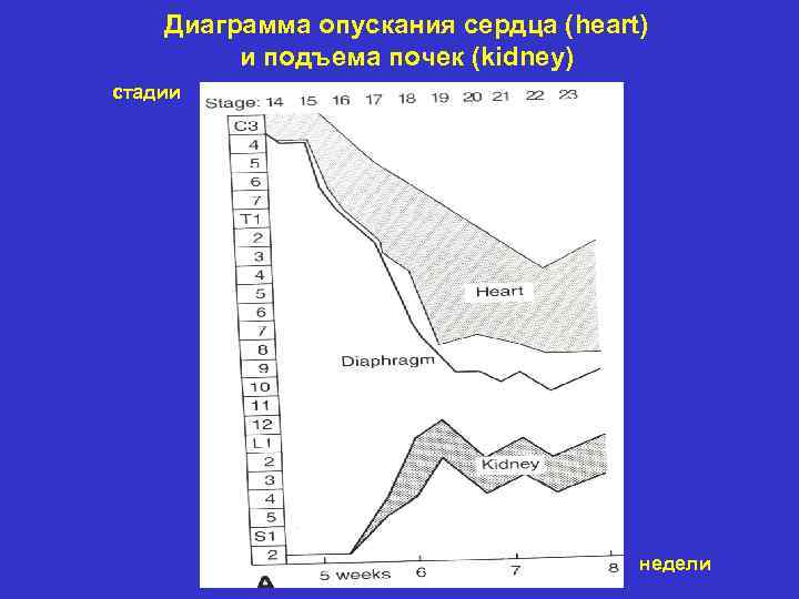 Диаграмма опускания сердца (heart) и подъема почек (kidney) стадии недели 