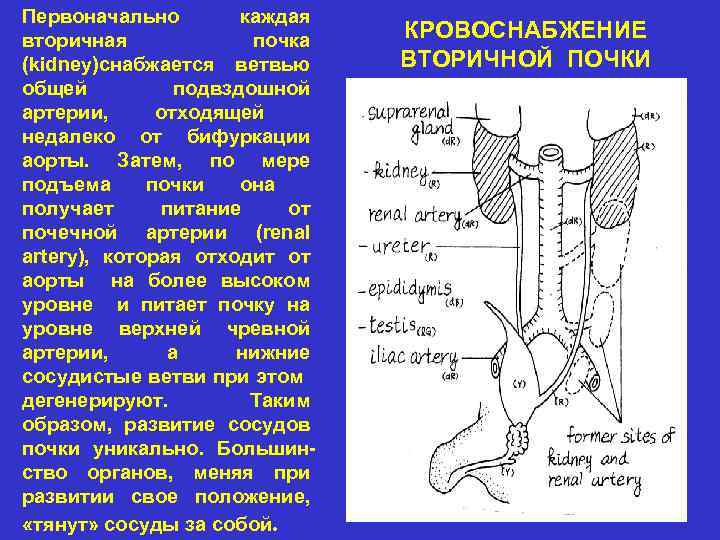 Первоначально каждая вторичная почка (kidney)снабжается ветвью общей подвздошной артерии, отходящей недалеко от бифуркации аорты.