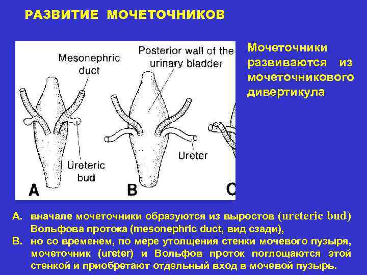 РАЗВИТИЕ МОЧЕТОЧНИКОВ Мочеточники развиваются из мочеточникового дивертикула A. вначале мочеточники образуются из выростов (ureteric