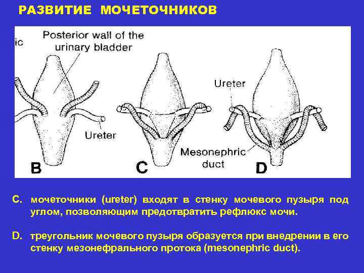 РАЗВИТИЕ МОЧЕТОЧНИКОВ C. мочеточники (ureter) входят в стенку мочевого пузыря под углом, позволяющим предотвратить