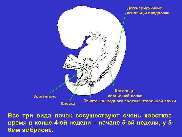 Дегенерирующие канальцы предпочки Аллантоис Клоака Канальцы первичной почки Зачаток выводного протока вторичной почки Все