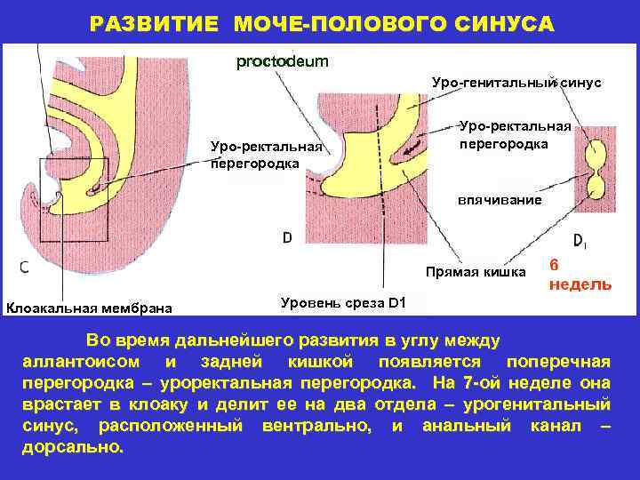 Сформирована стенка первичной кишки б развивается путем впячивания