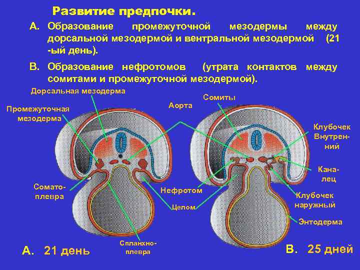 Вентральная грыжа фото до и после