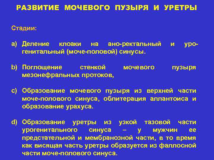 РАЗВИТИЕ МОЧЕВОГО ПУЗЫРЯ И УРЕТРЫ Стадии: a) Деление клоаки на ано-ректальный генитальный (моче-половой) синусы.