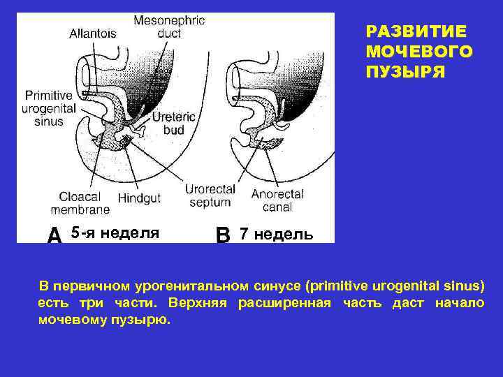 РАЗВИТИЕ МОЧЕВОГО ПУЗЫРЯ 5 -я неделя 7 недель В первичном урогенитальном синусе (primitive urogenital