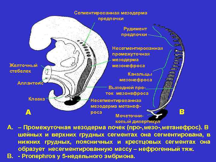 Схема механизмов развития первичной и вторичной гиперальгезии