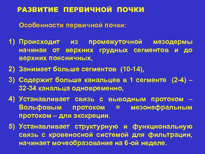 РАЗВИТИЕ ПЕРВИЧНОЙ ПОЧКИ Особенности первичной почки: 1) Происходит из промежуточной мезодермы начиная от верхних