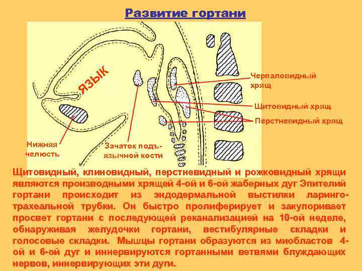 Развитие гортани К ЗЫ Я Черпаловидный хрящ Щитовидный хрящ Перстневидный хрящ Нижняя челюсть Зачаток