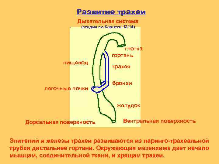 Развитие трахеи Дыхательная система (стадия по Карнеги 13/14) глотка гортань пищевод легочные почки трахея