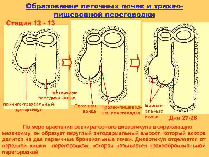 Образование легочных почек и трахеопищеводной перегородки Стадия 12 - 13 мезенхима передняя кишка ларинго-трахеальный