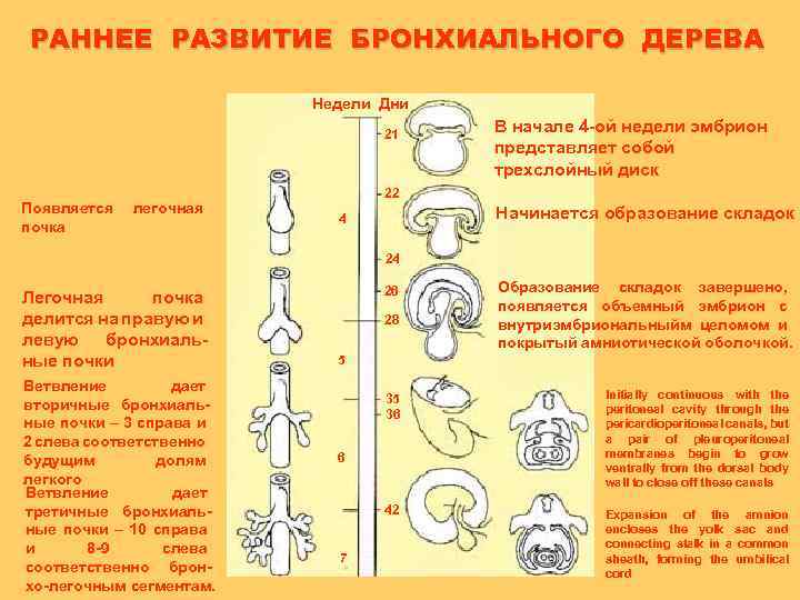 РАННЕЕ РАЗВИТИЕ БРОНХИАЛЬНОГО ДЕРЕВА Недели Дни 21 Появляется почка легочная В начале 4 -ой