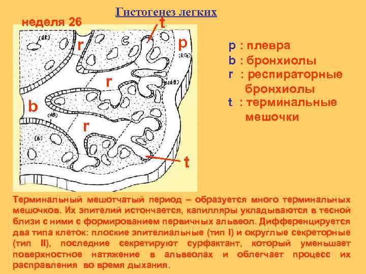 Гистогенез легких t неделя 26 p r r b r p : плевра b