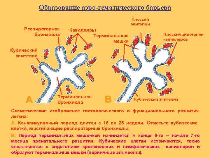 Образование аэро-гематического барьера Респираторная бронхиола Плоский эпителий Капилляры Терминальные мешки Плоский эндотелий капилляров Кубический